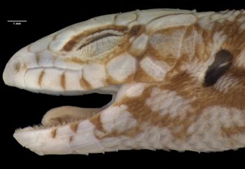 Media type: image;   Herpetology R-2133 Aspect: head lateral